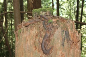 Logging artifact on Heybrook Ridge